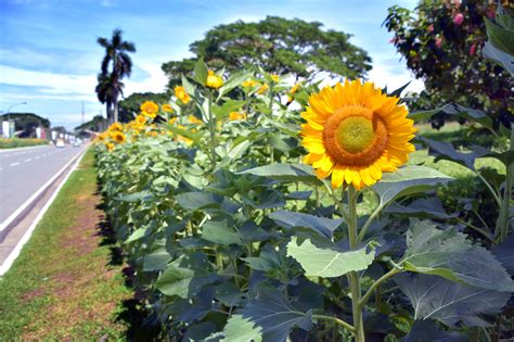 how to plant sunflower in the philippines